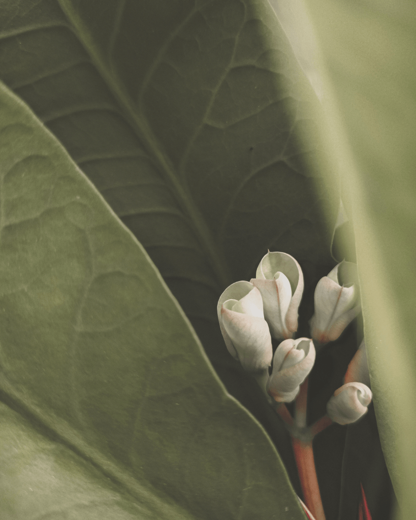 A close-up of delicate flower buds nestled among large green leaves, symbolising gentle growth, balance, and the interconnected nature of holistic well-being.