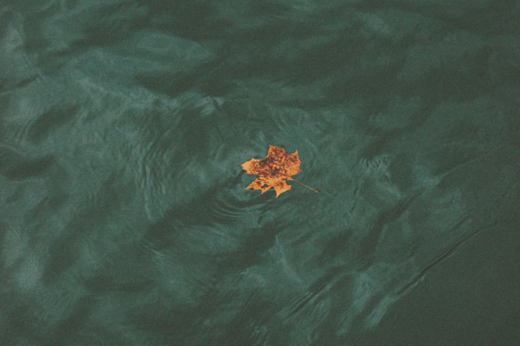Mindfulness and inner peace concept with a lone leaf floating on still water, representing emotional balance, self-regulation, and the integration of wholeness.