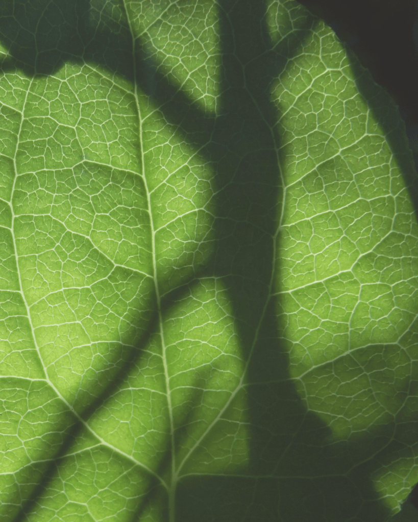 A close-up of a green leaf illuminated by sunlight, revealing a delicate network of veins that symbolise the interconnected systems of mind, body, and spirit in holistic wellness.