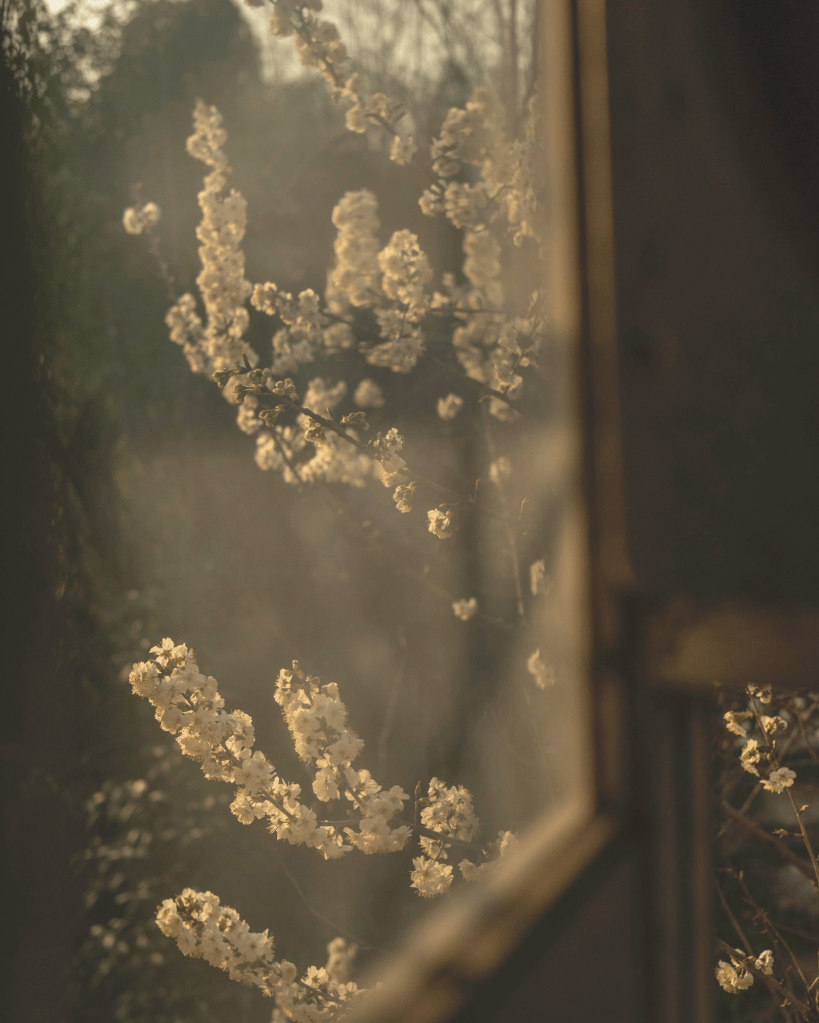 A tranquil view of sunlight streaming through a window onto white spring blossoms. The warm tones evoke safety, renewal, and hope; representing the calm after reaching a safe place, in alignment with domestic abuse recovery and support themes.