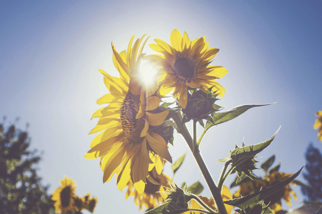 Bright sunflowers glowing in warm sunlight against a clear sky, symbolising renewal, confidence, and hope after healing from domestic abuse.