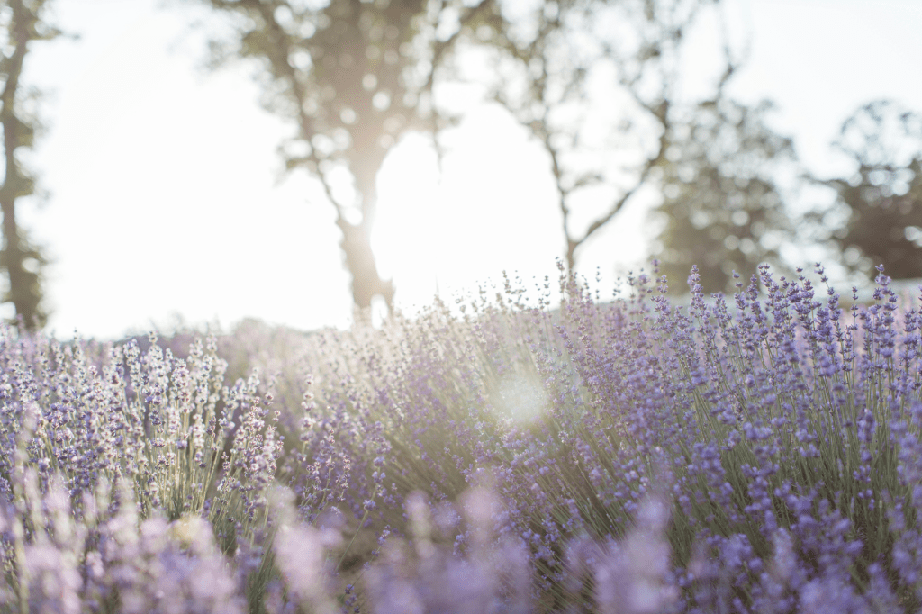 Soft sunlight over a blooming lavender field, symbolising peace, healing, and new beginnings.