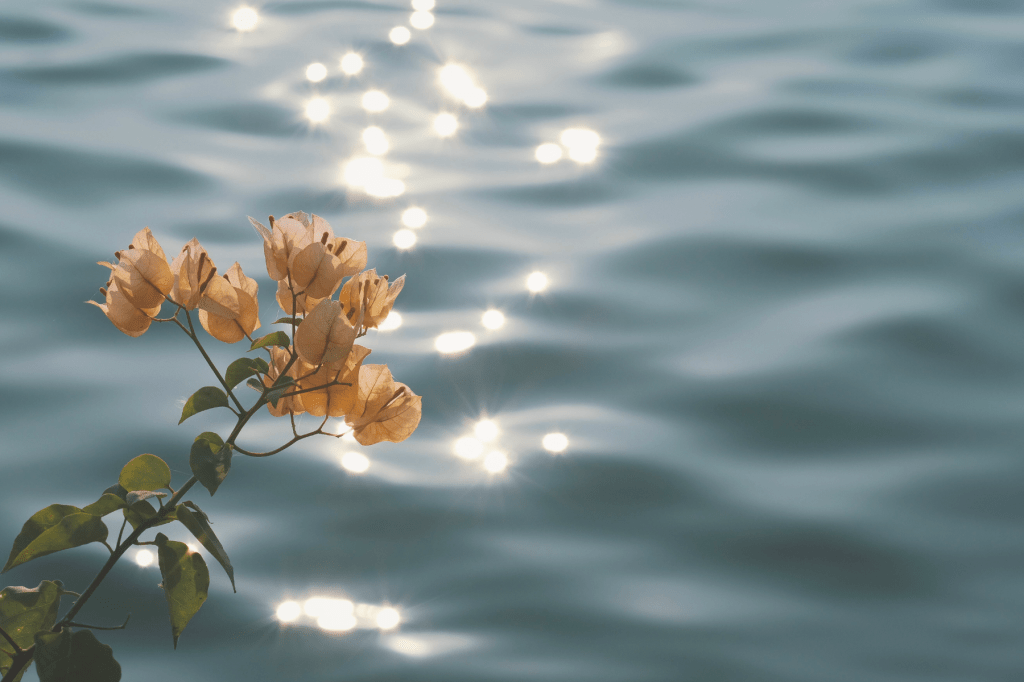 A serene photograph showing a delicate branch of orange flowers extending over still blue water, with sunlight dancing on the surface. The image conveys peace, renewal, and transformation, a fitting closing symbol for an article on domestic abuse awareness and healing.
