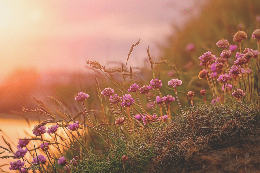 Wildflowers glowing in the golden light of sunset, symbolising harmony, renewal, and balance in nature and life.