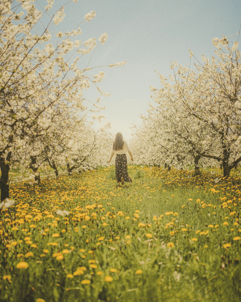 A woman walking through a blossoming orchard under a clear sky, symbolising gentle progress, growth, and connection with nature.
