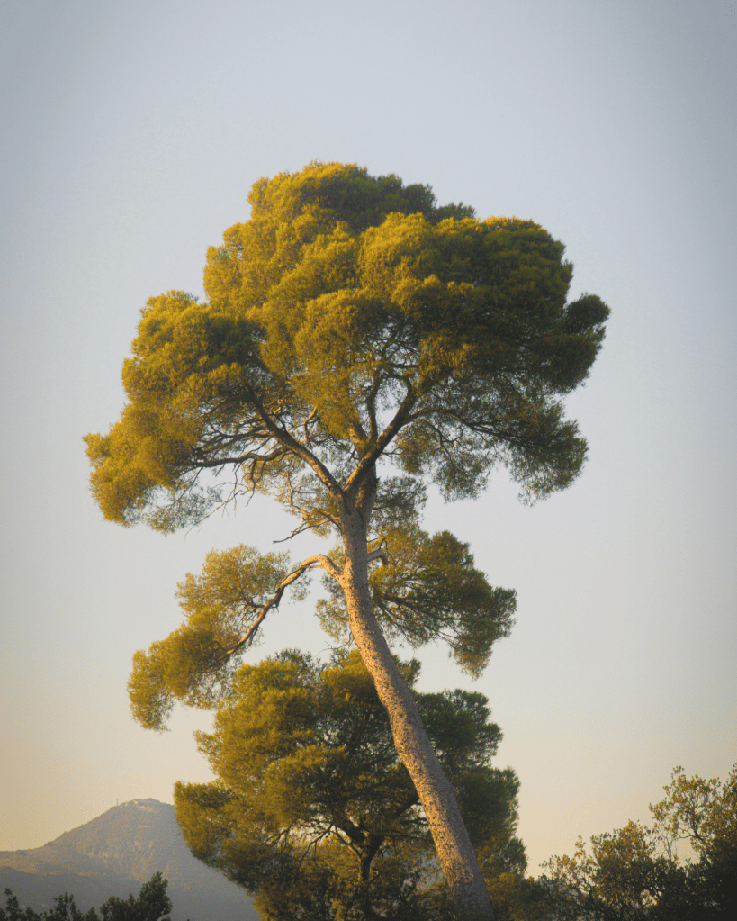 A tall tree standing gracefully in evening light, symbolising grounded resilience, quiet confidence, and the balance between strength and flexibility.