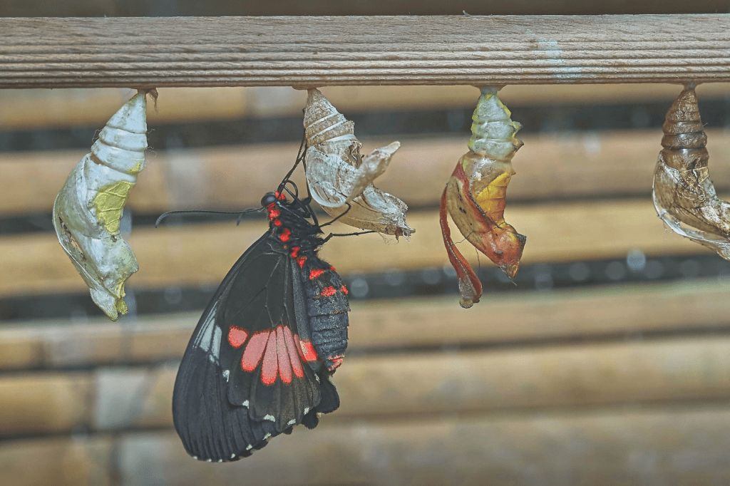 A butterfly emerging from its cocoon, symbolising transformation and the continual process of personal and professional growth.