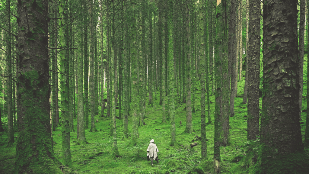 Safety as the Ground of Transformation: Nurturing Change from a Place of&nbsp;Trust