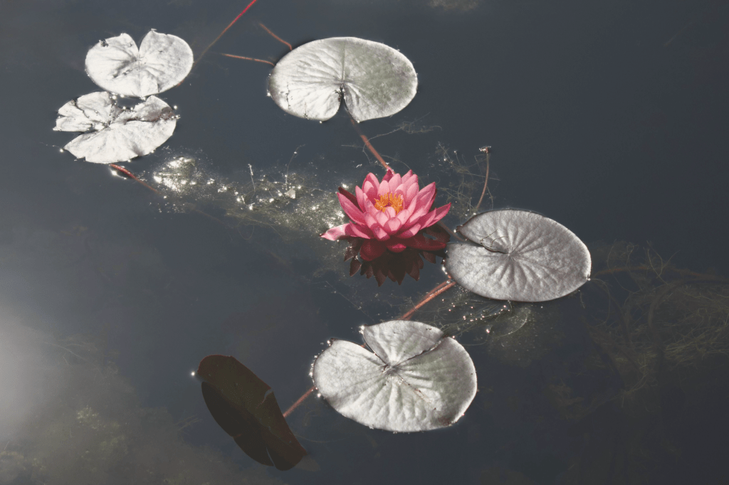 A pink lotus blooming on still, dark water surrounded by floating lily pads, symbolising inner peace and the emergence of wholeness.