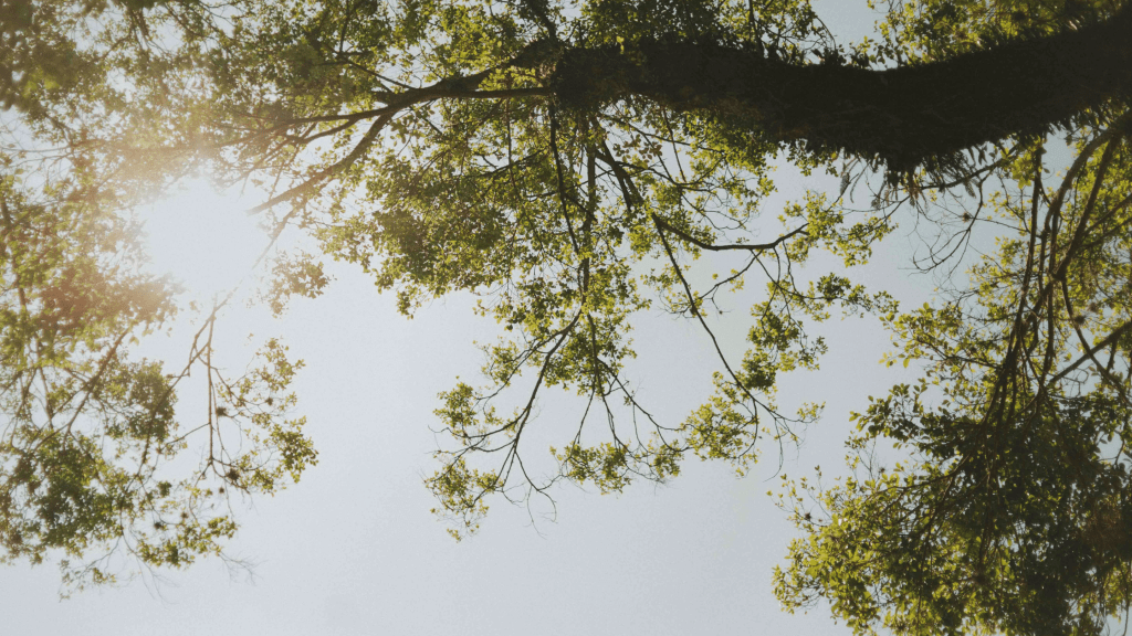 Understanding Trauma as a Loss of&nbsp;Connection