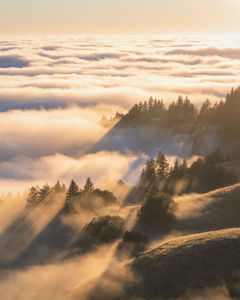 Golden sunlight streaming over misty hills and evergreen trees, symbolising clarity, inner transformation and nervous system calm in nature.