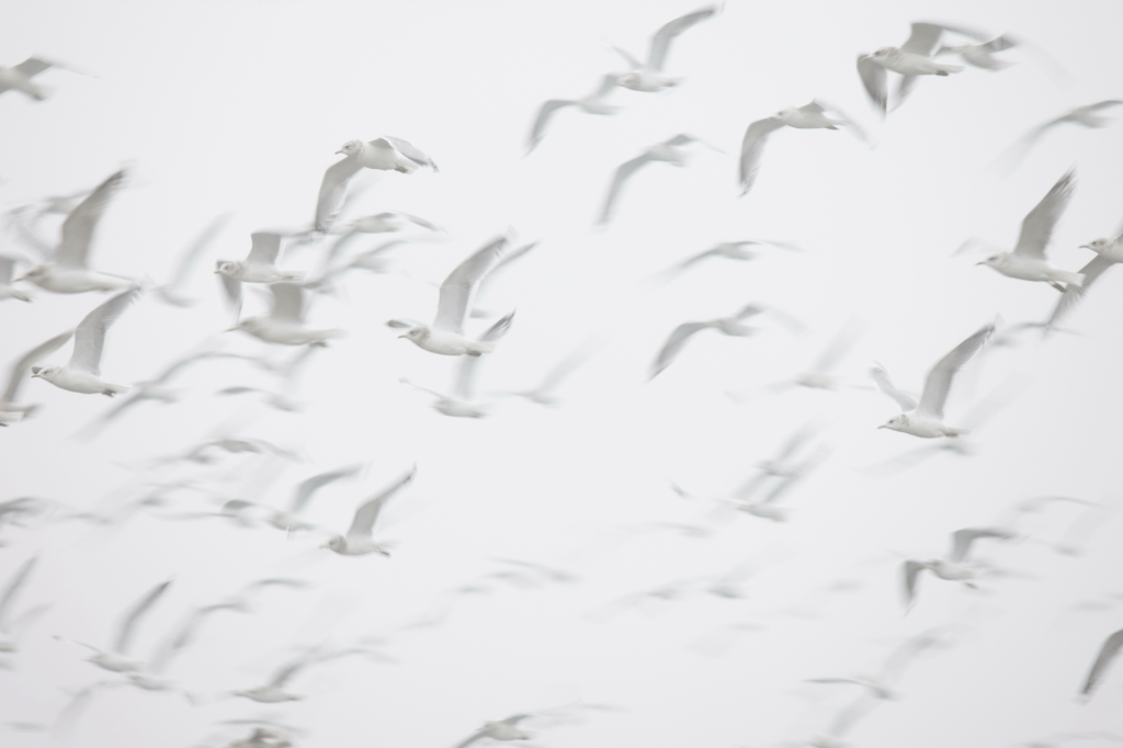 A flock of white birds in soft motion against a bright sky, symbolising freedom, transformation and the emergence of inner peace.