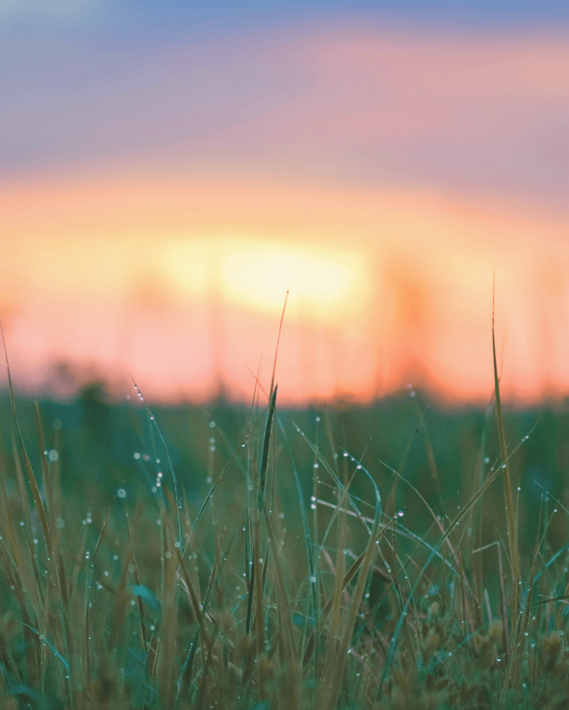 Morning light rising behind dewy grass in soft focus, symbolising renewal, nervous system safety and calm presence in nature.