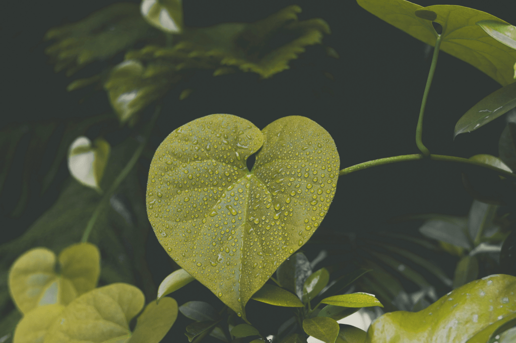 Heart-shaped leaf covered in dew droplets against a dark, soft background, symbolising emotional integration, inner healing and the resilience of the nervous system.
