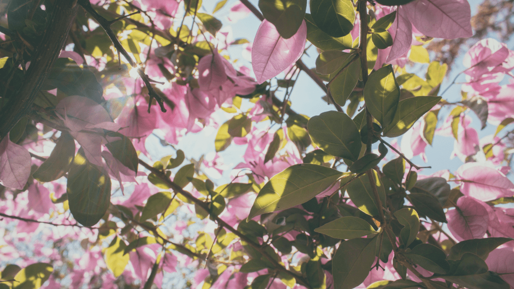 Sunlight filtering through pink and green leaves, symbolising growth, renewal, and balance, representing holistic wellness, emotional regulation, and personal transformation with Metamorphosis Wellness Coaching.