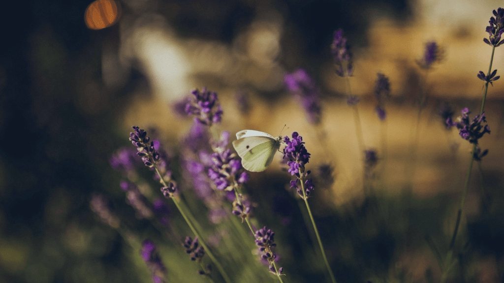 A delicate white butterfly resting on vibrant lavender flowers, symbolising healing from trauma, rebuilding safety, and the gentle process of transformation through compassionate support and reclaiming personal agency with Metamorphosis Wellness.