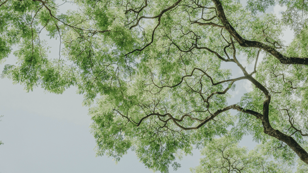 Tree branches symbolising nervous system connection and inner calm.