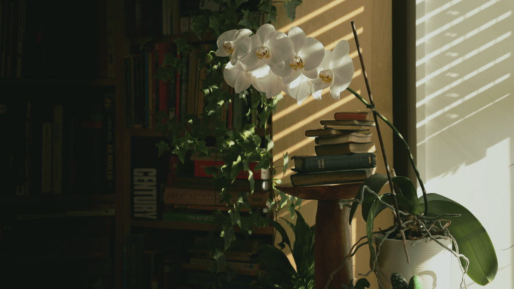 Soft golden light streaming through a window into a calm room, symbolising warmth, safety, and renewal.