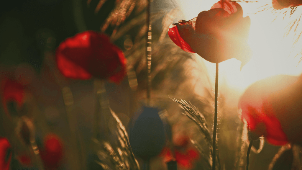 Soft sunrise over wild flowers field, symbolising renewal, clarity, and the quiet unfolding of growth.