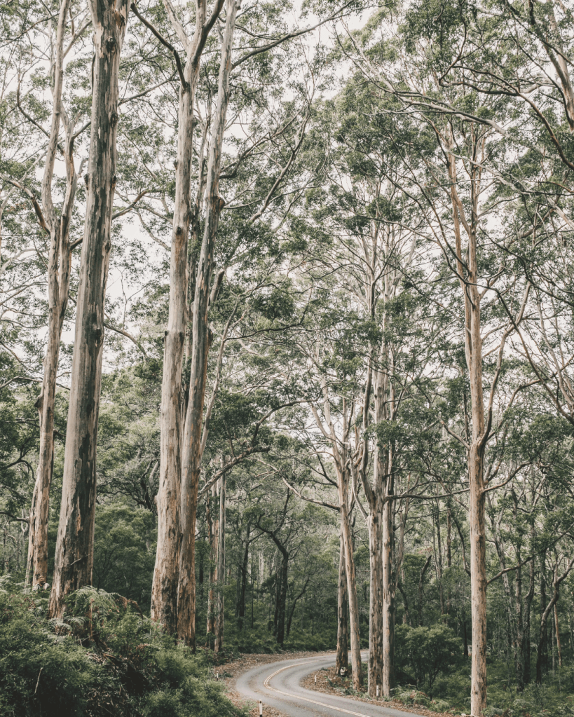 Winding forest road representing nervous system regulation as the ability to return after activation rather than remain calm.