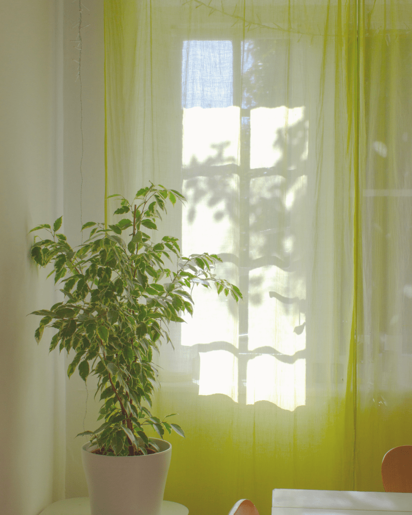 Indoor plant by a window in natural light, representing nervous system regulation through everyday surroundings