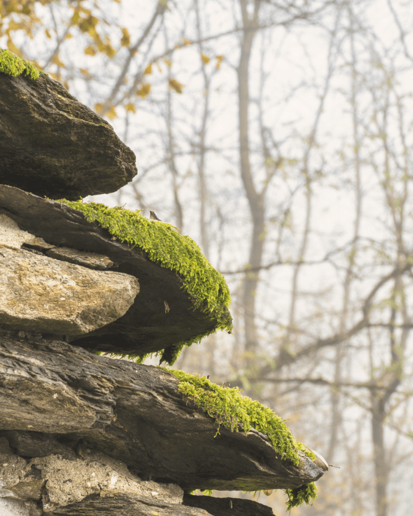 Moss-covered rocks stacked in a forest, showing natural layers of support and stability