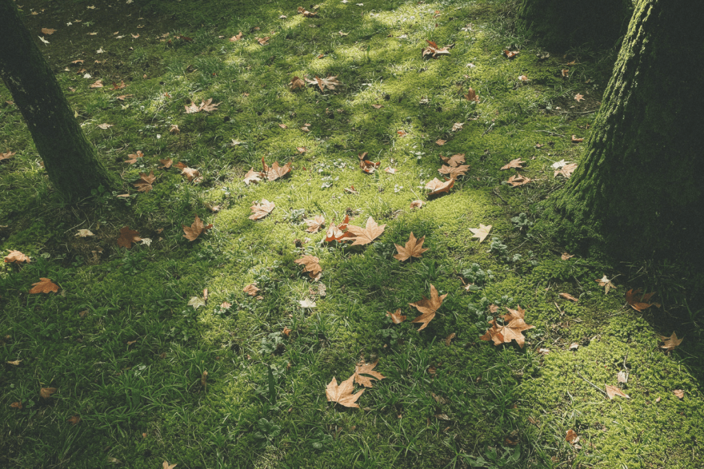 Moss-covered ground with fallen leaves and soft light, showing quiet steadiness and natural support