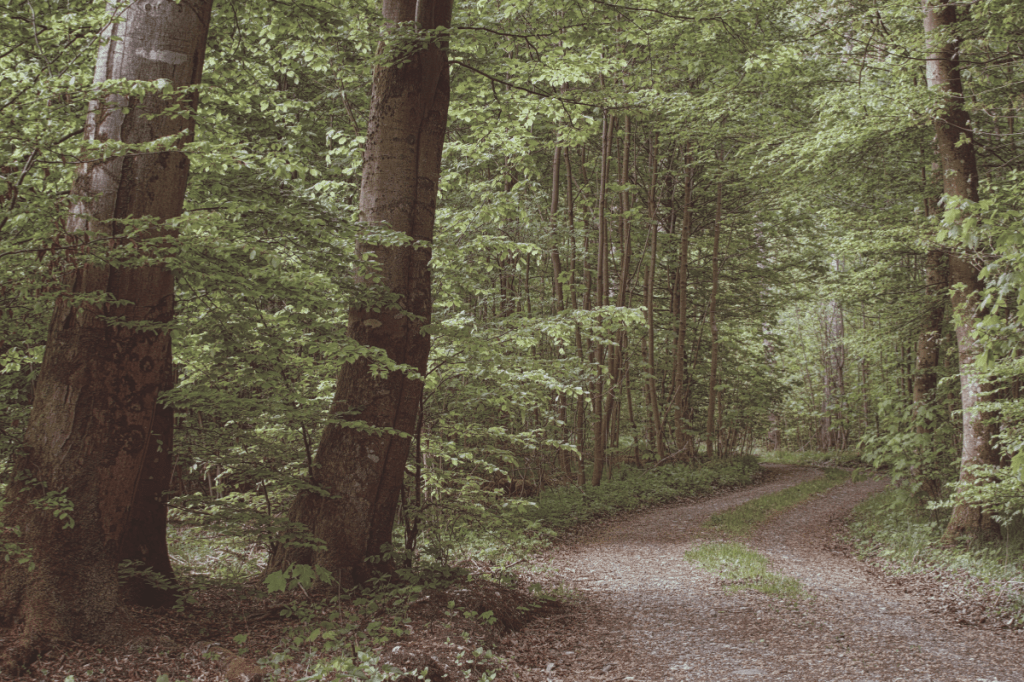 Quiet forest path through green trees in soft light, representing post-crisis recovery and a gradual return to stability