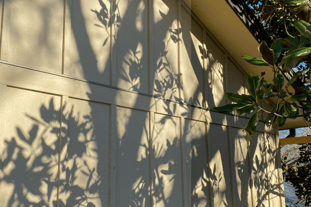 Sunlight and tree shadows on a quiet wall representing gradual nervous system regulation and feeling safe at rest after trauma