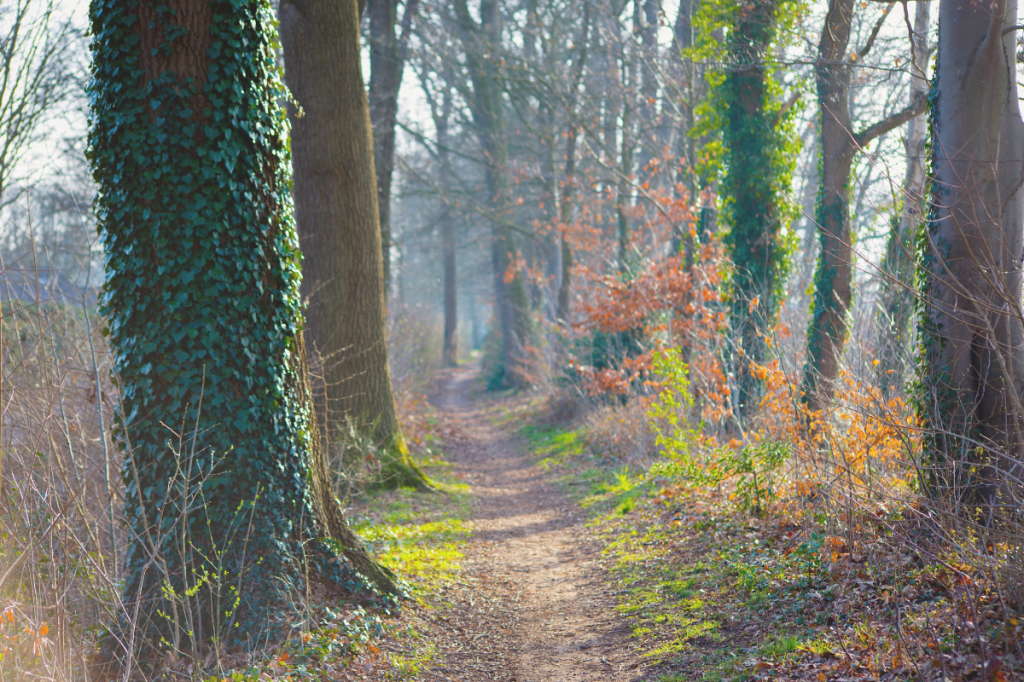 forest path in soft natural light symbolising healing, clarity and rebuilding self-trust after emotional abuse