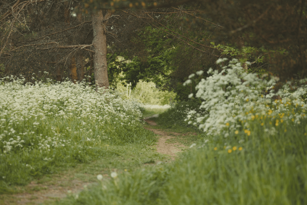 Peaceful forest pathway surrounded by wildflowers and soft greenery, symbolising emotional healing, personal growth, inner safety and recovery after trauma.
