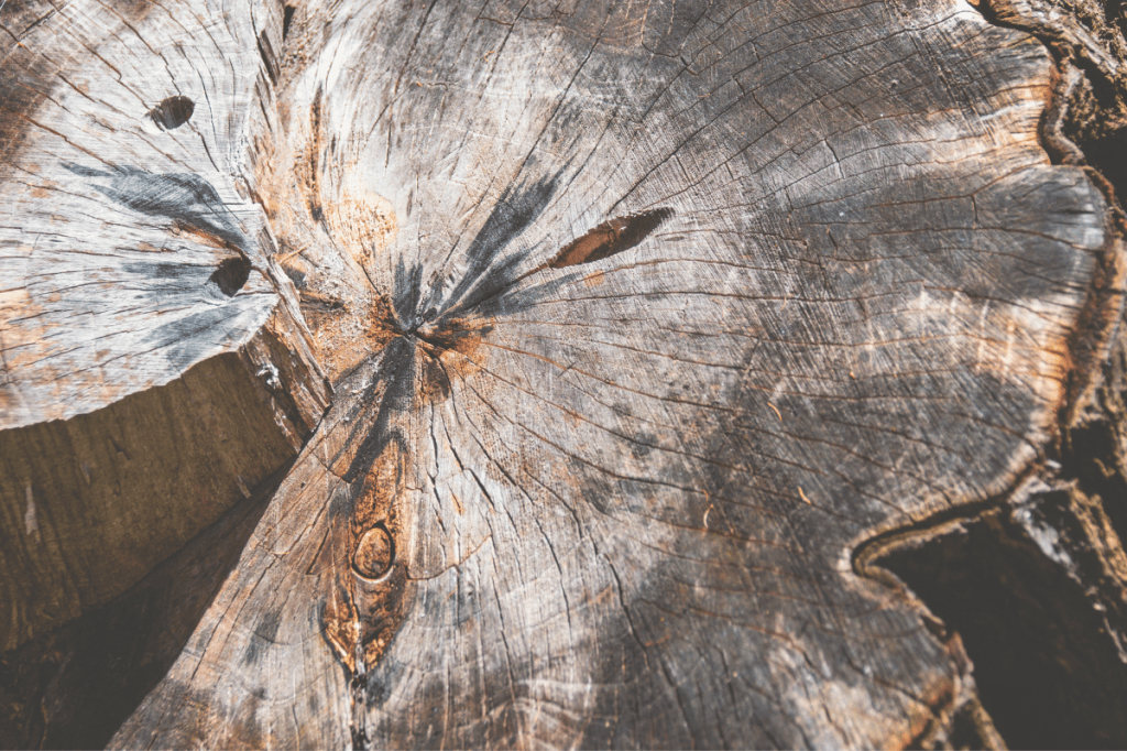 Close-up of tree rings showing accumulated growth and change over time.