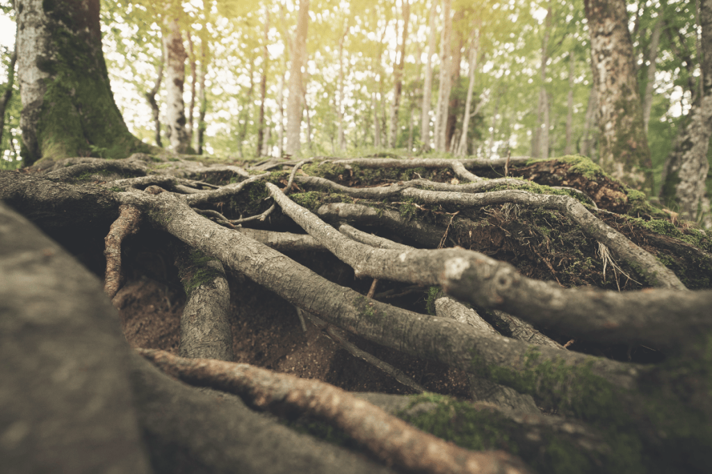 Exposed tree roots across a forest floor, representing how past experiences can remain part of ongoing change and recovery.